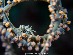 This is a photo of a whipcoral shrimp on its natural habi... by Glenn Ian Villanueva 